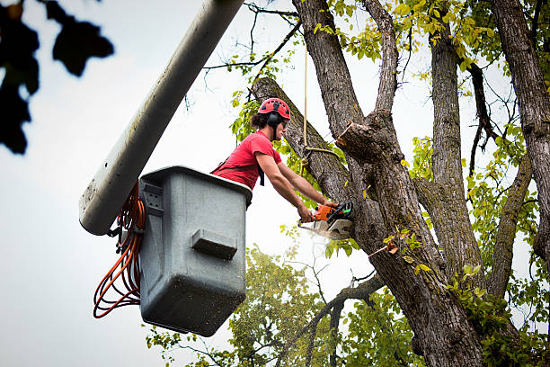 The Steps Involved in Our Tree Care Process in Greilickville, MI